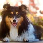 Ein Sheltie-Lächeln