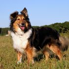 Ein Sheltie namen's Gina