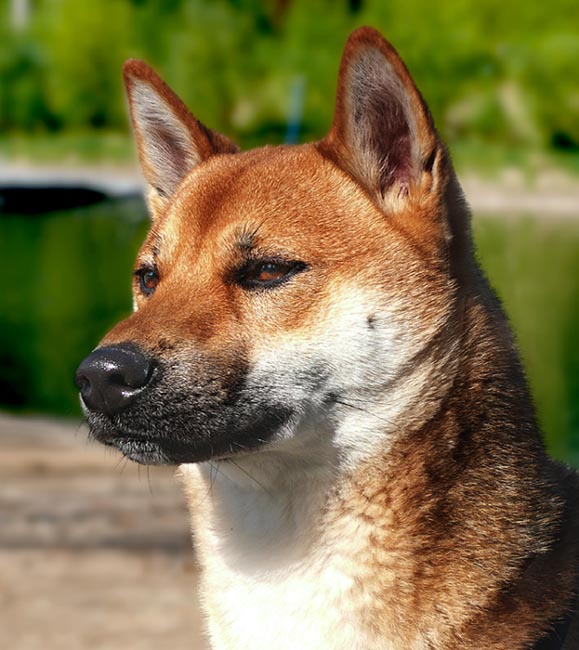 Ein Shiba Inu