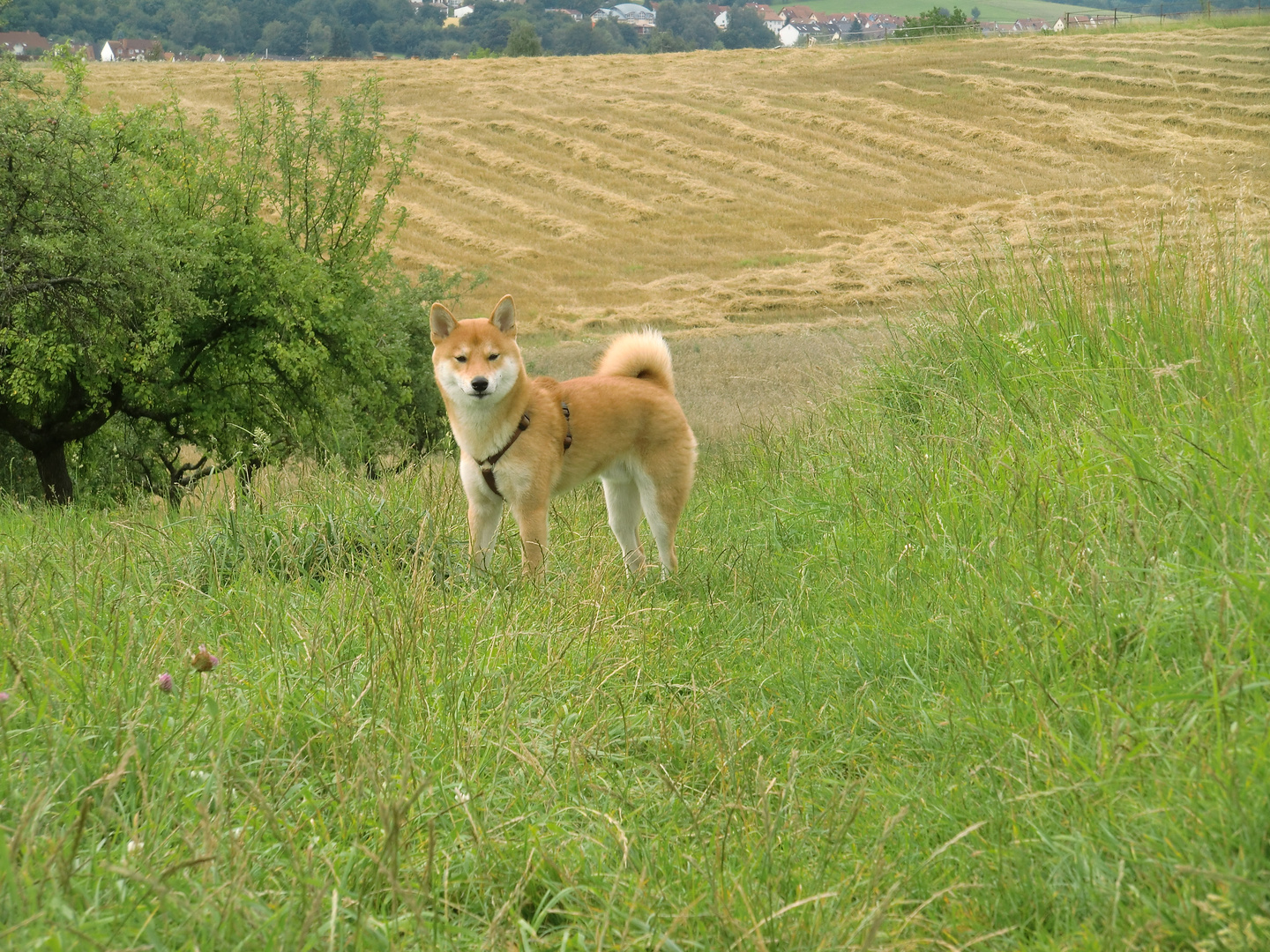 Ein Shiba Inu entgeht nichts !