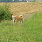 Ein Shiba Inu entgeht nichts !