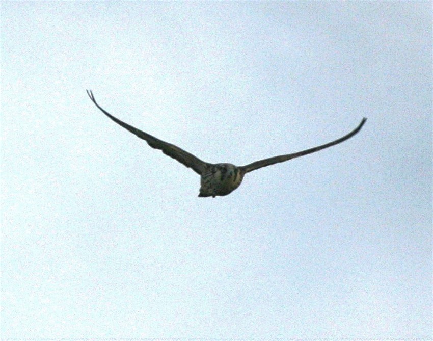 Ein Sibirier in Ostfriesland