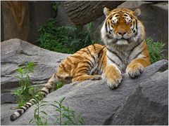 Ein Sibirischer Tiger ...