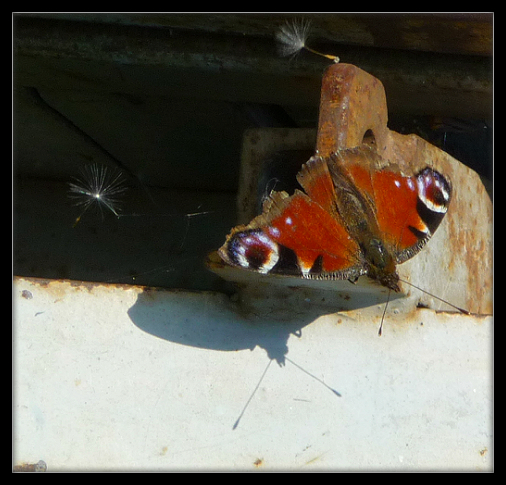 Ein sich anschauender Schmetterling