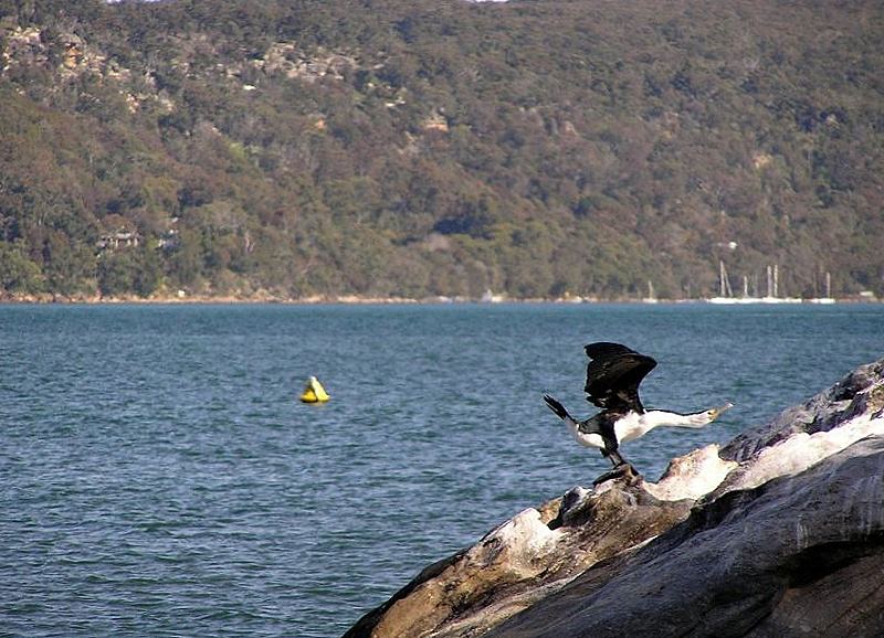 ein sich streckender Kormoran