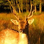 Ein Sikahirsch im Licht der Abendsonne