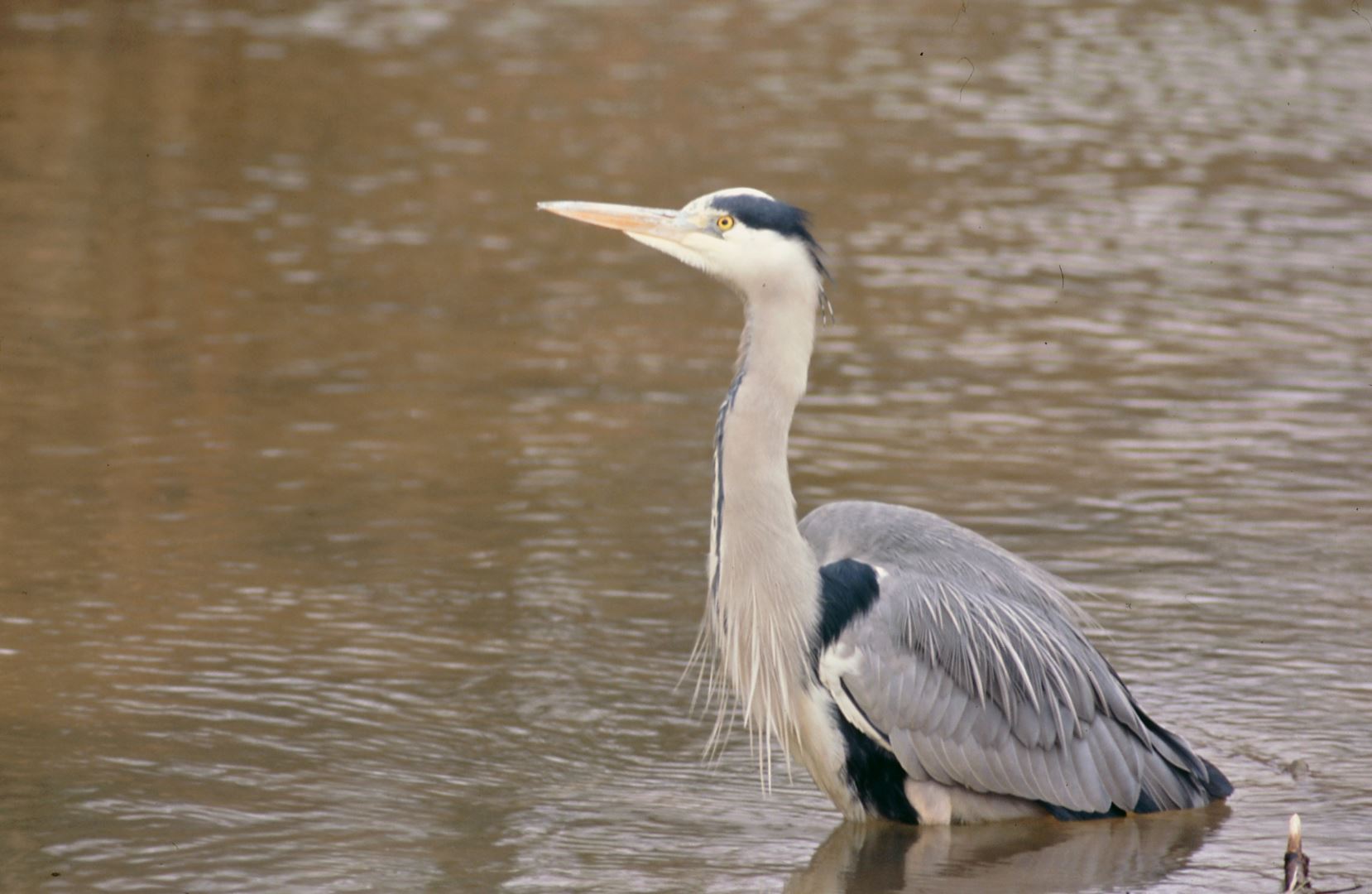 Ein Silber Reier im Teich 