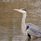 Ein Silber Reier im Teich 