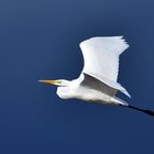 Ein Silberreiher am blauen Himmel