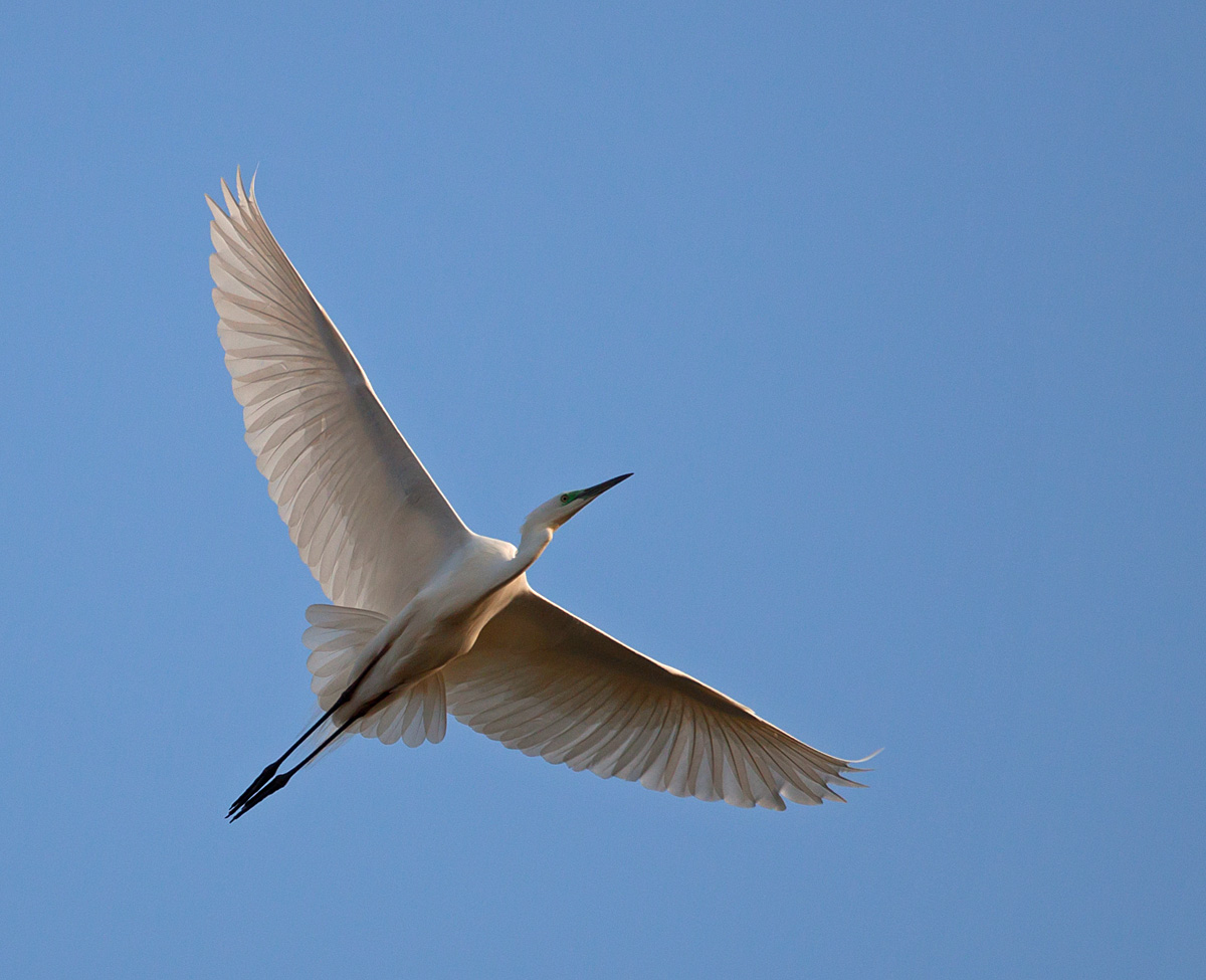 Ein Silberreiher im Überflug