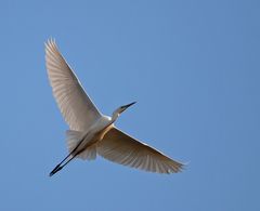 Ein Silberreiher im Überflug