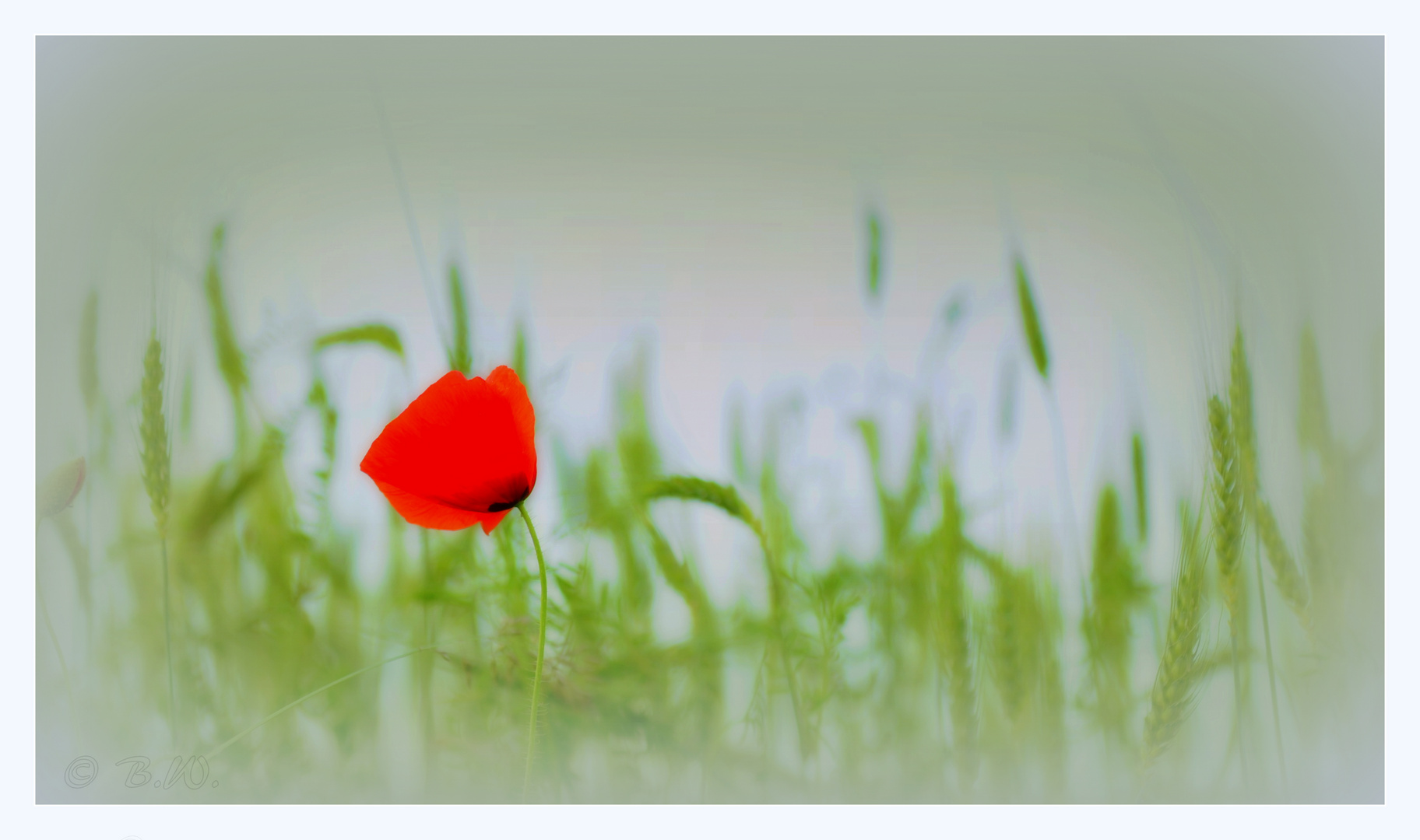 Ein Single-Mohnblümchen