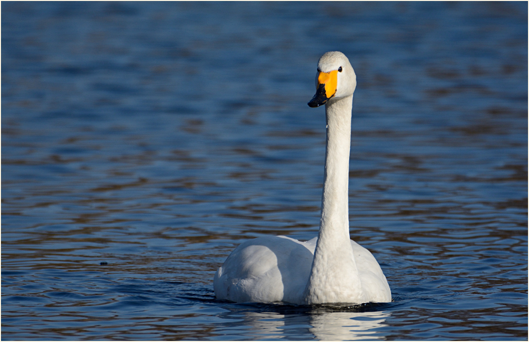 Ein Singschwan