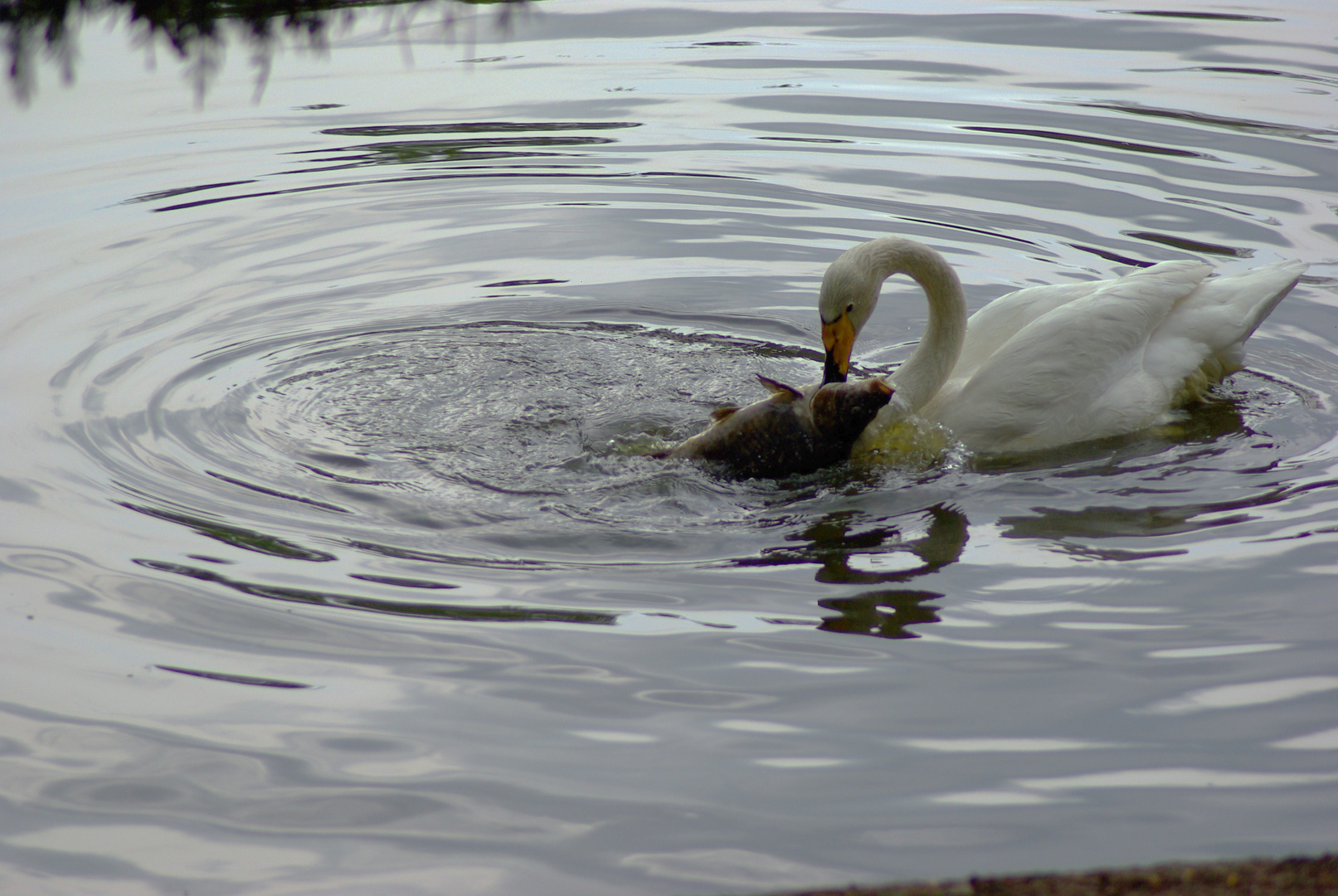 Ein Singschwan beim Angeln