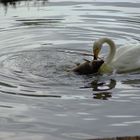 Ein Singschwan beim Angeln