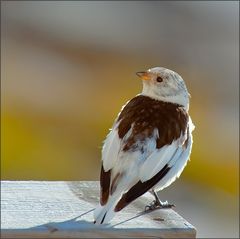 ein singvogel