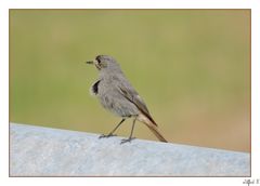 Ein Singvogel.