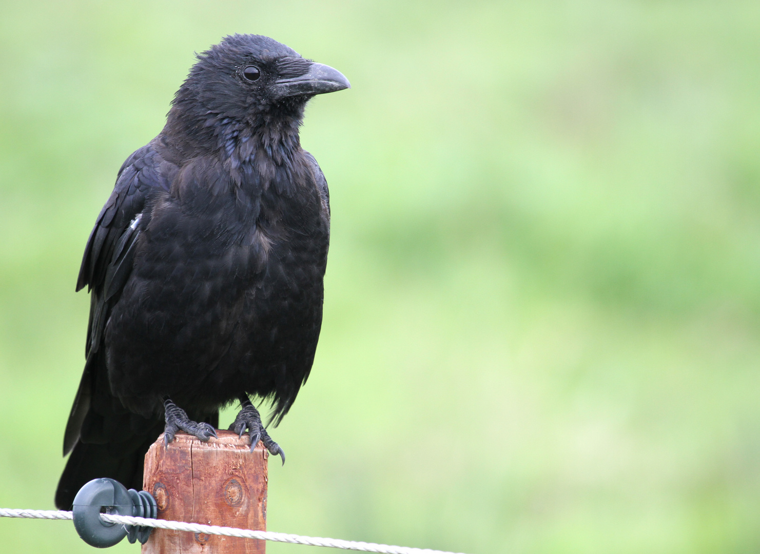 Ein Singvogel, dessen Gesang mich nicht überzeugen konnte