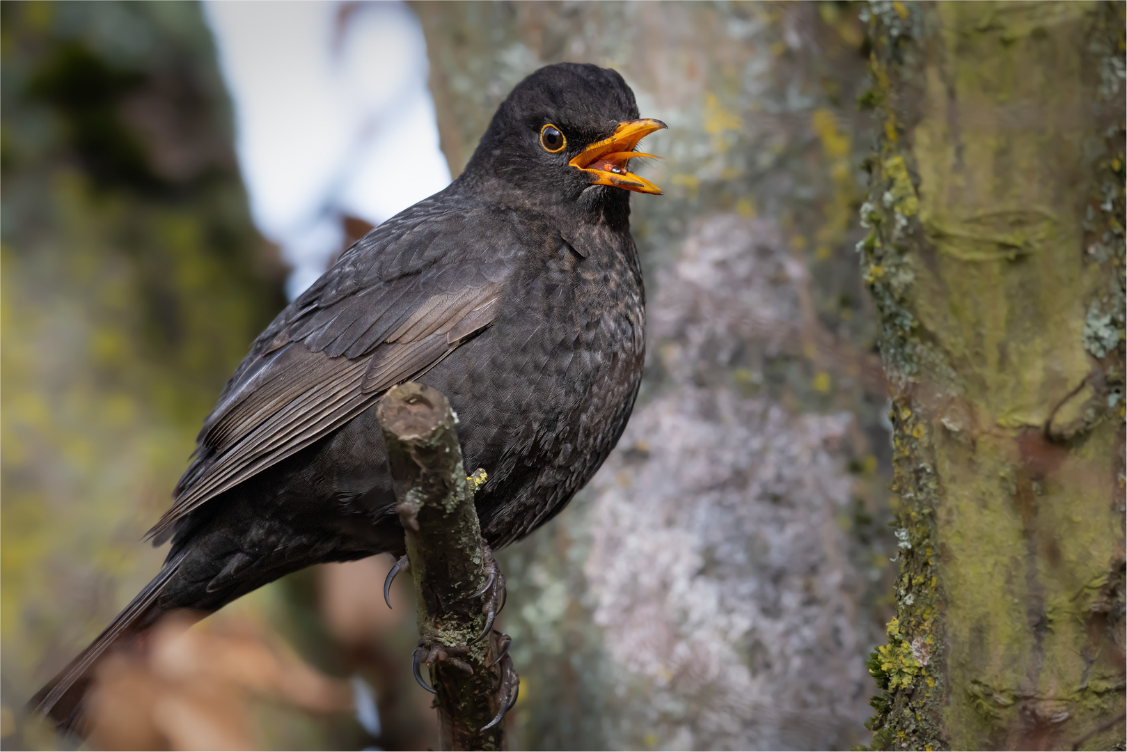 ein Singvogel gibt alles