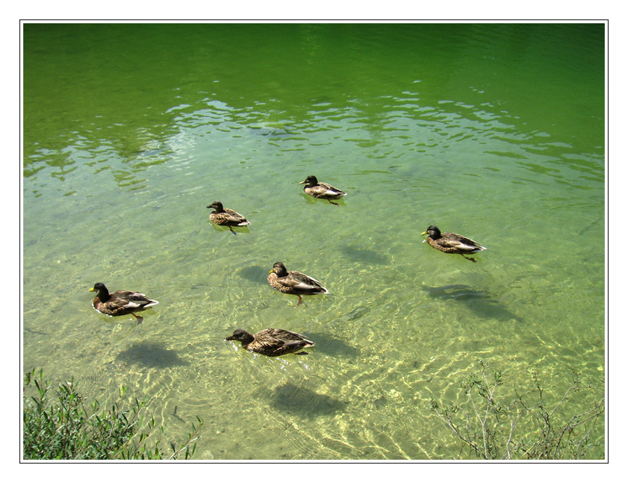 Ein Six-pack Enten