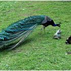 Ein skeptischer Pfau