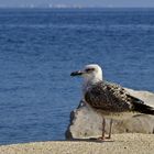 Ein skeptischer Vogel