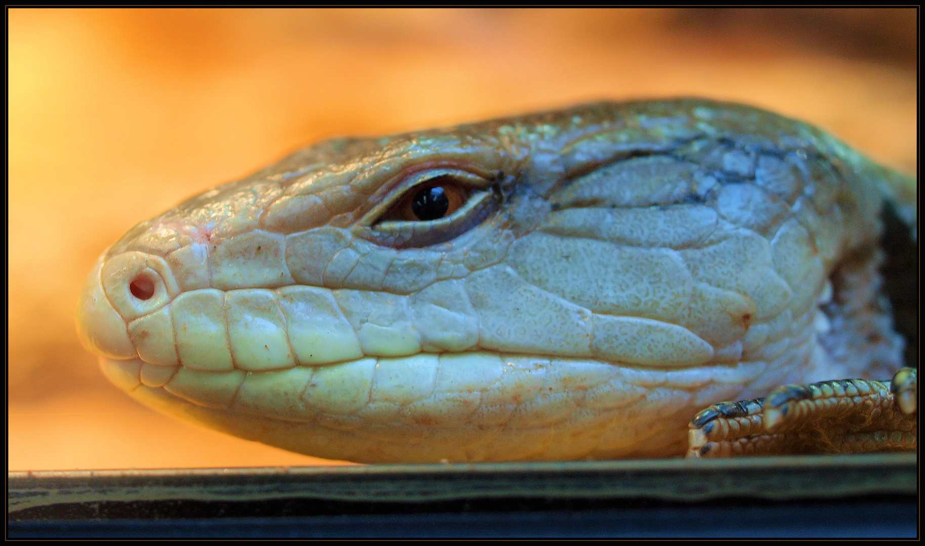 Ein Skink hat schöne Augen...