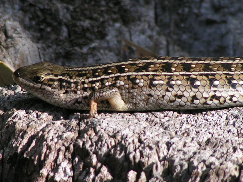 ein skink oder isses doch ein lizard?