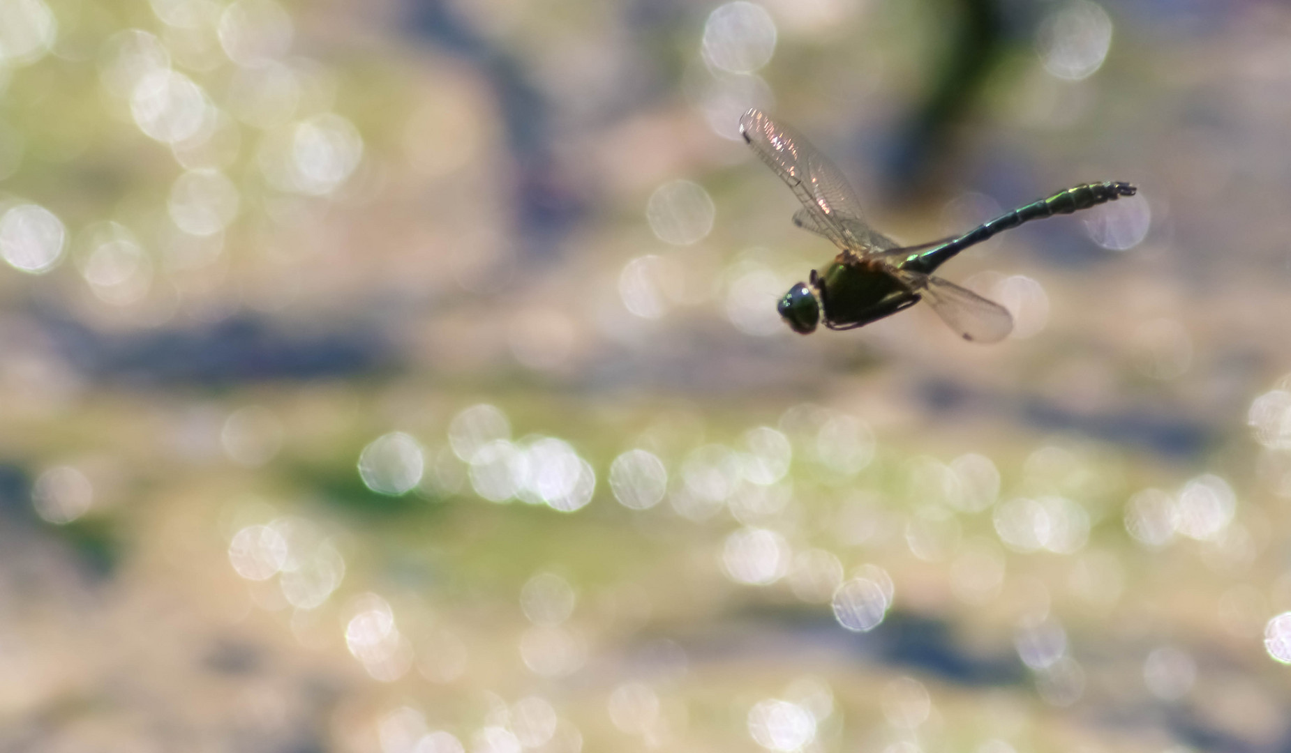 Ein Smaragd im Flug