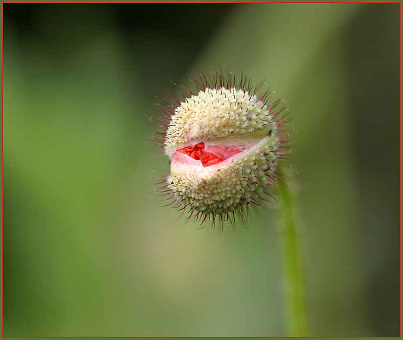 Ein Smilie der Natur..