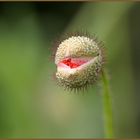 Ein Smilie der Natur..