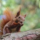 Ein Snack zwischendurch