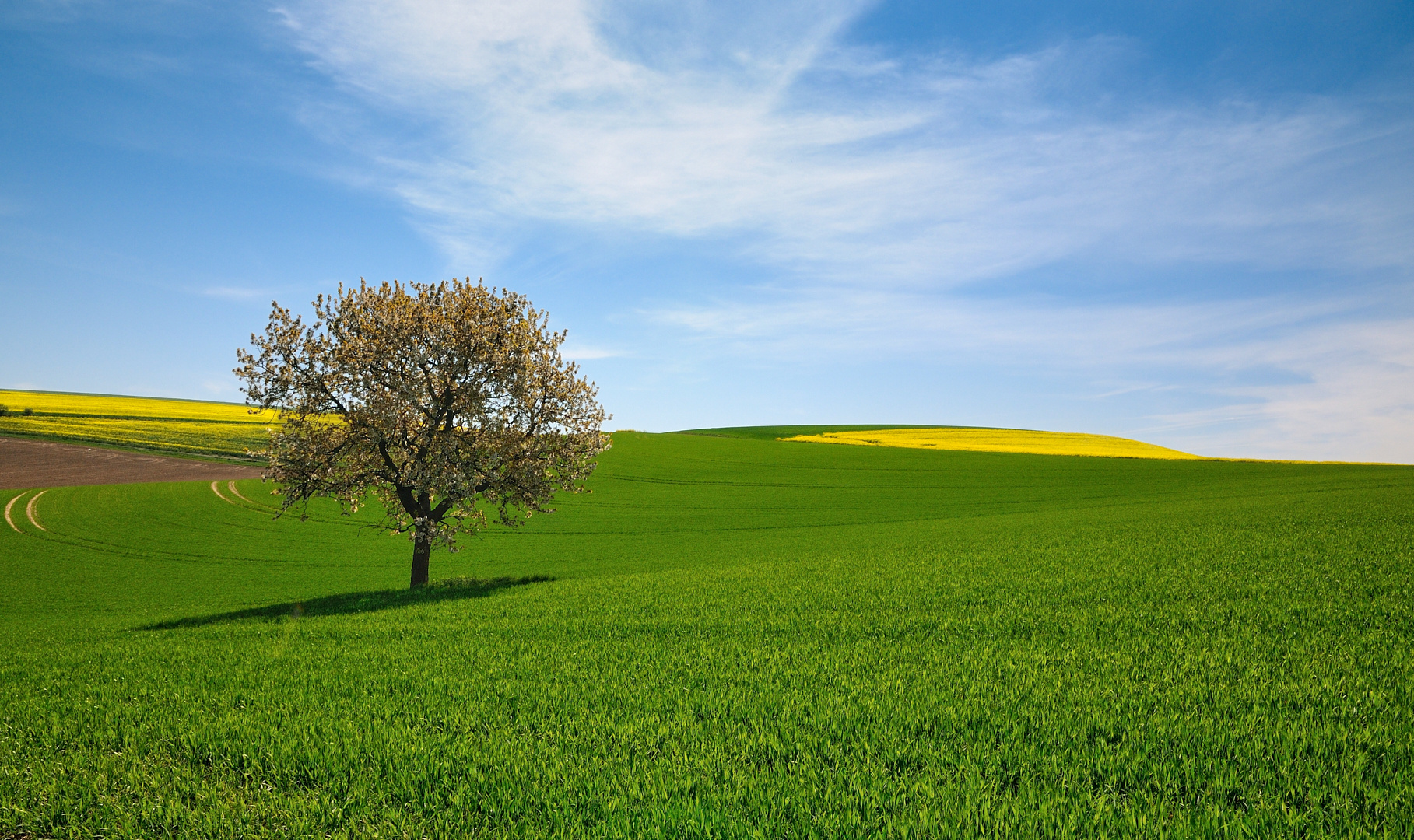 Ein Solitär, blauer-weißer Himmel, etwas gelb, viel grün und ein Schattenwurf ist auch dabei... :-)