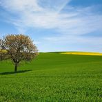 Ein Solitär, blauer-weißer Himmel, etwas gelb, viel grün und ein Schattenwurf ist auch dabei... :-)