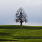 Ein Solitär in der Herbstlandschaft