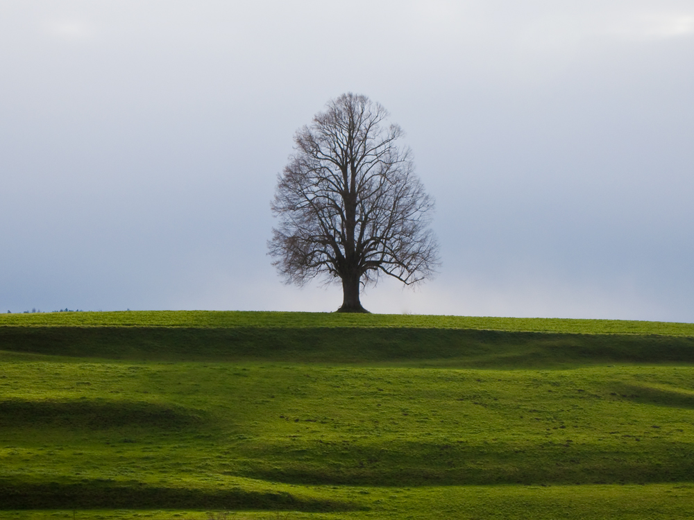 Ein Solitär in der Herbstlandschaft