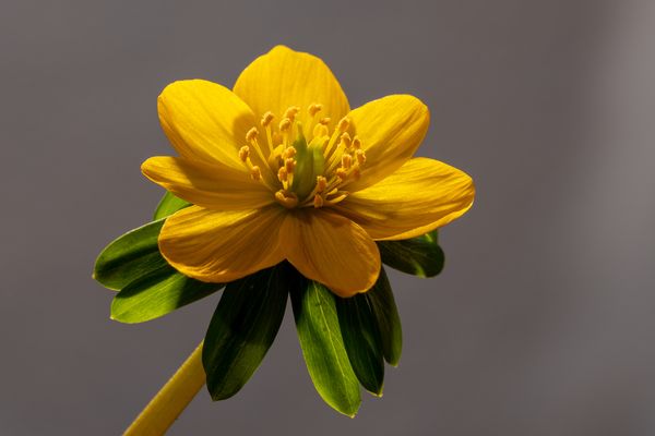 Ein Solo für den Winterling