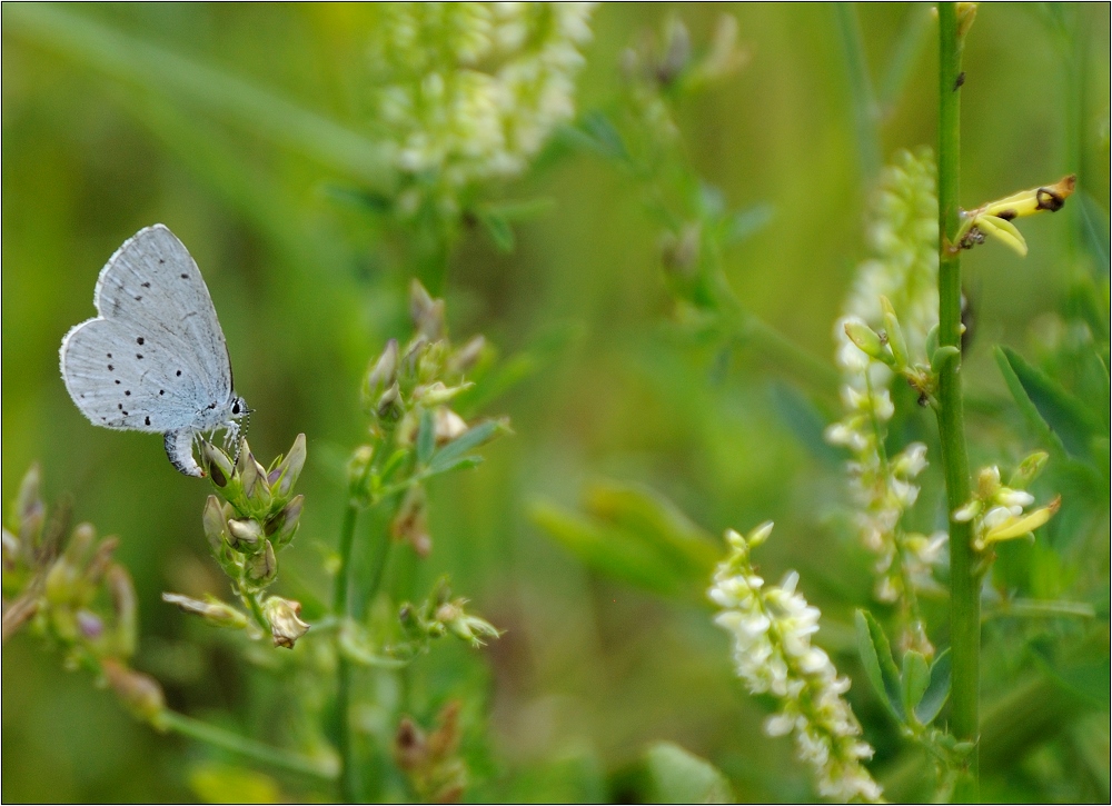 Ein Sommer