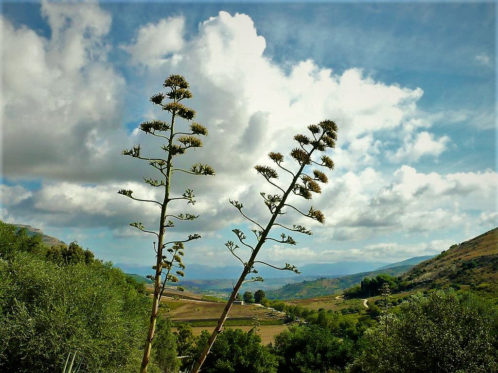 --  ein Sommer auf Sizilien  --