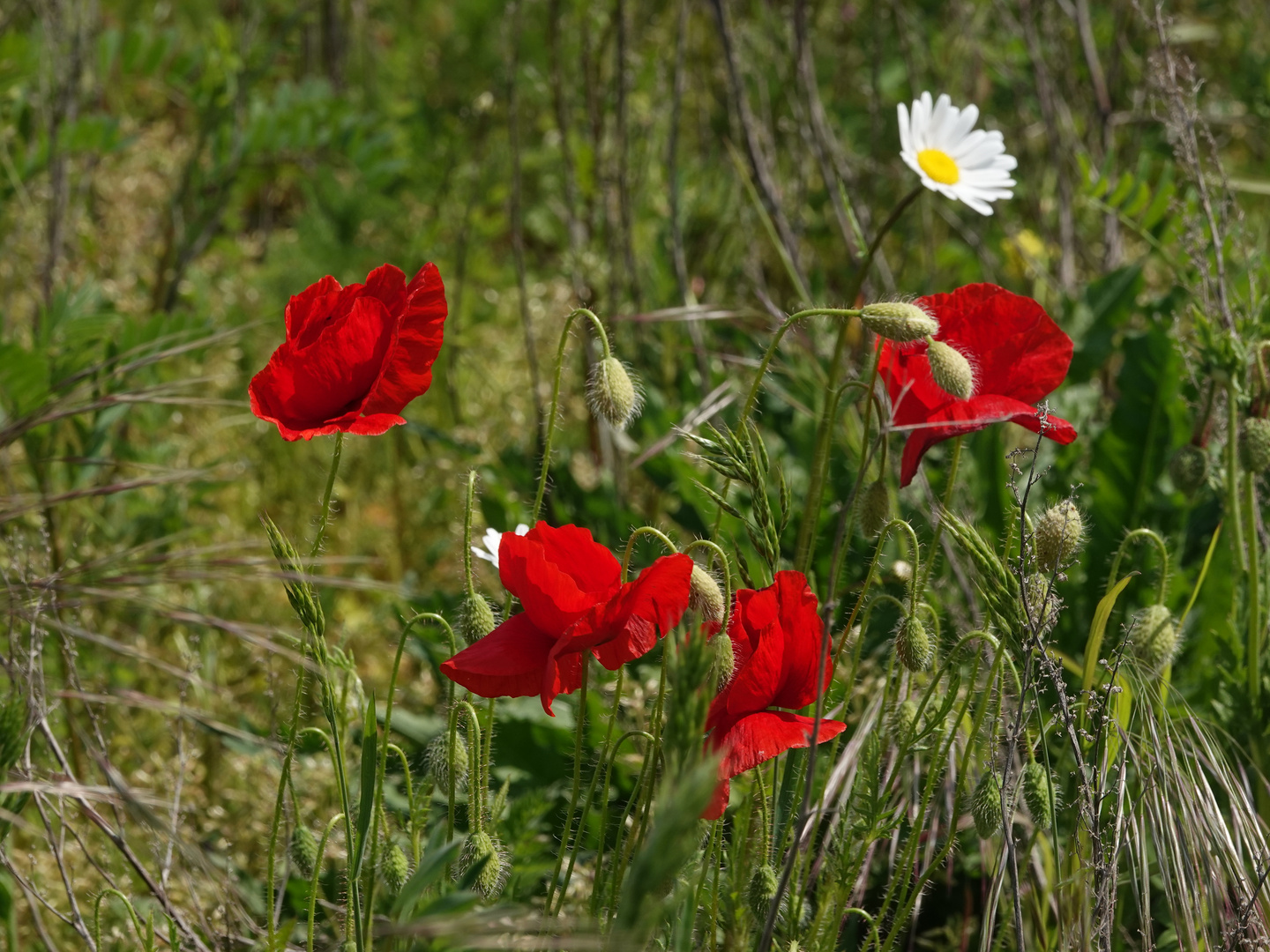 Ein Sommer  der noch nicht da ist !