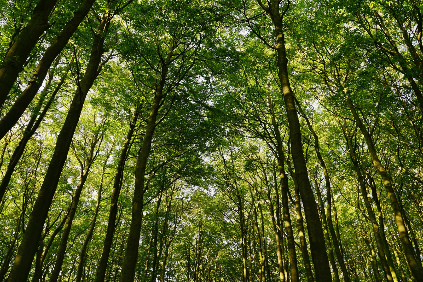 Ein Sommer im Wald