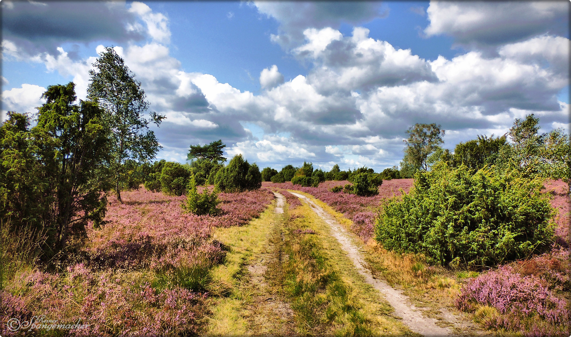 Ein Sommer in der Schmarbecker Heide (Südheide) Foto ...