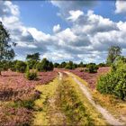 Ein Sommer in der Schmarbecker Heide (Südheide)