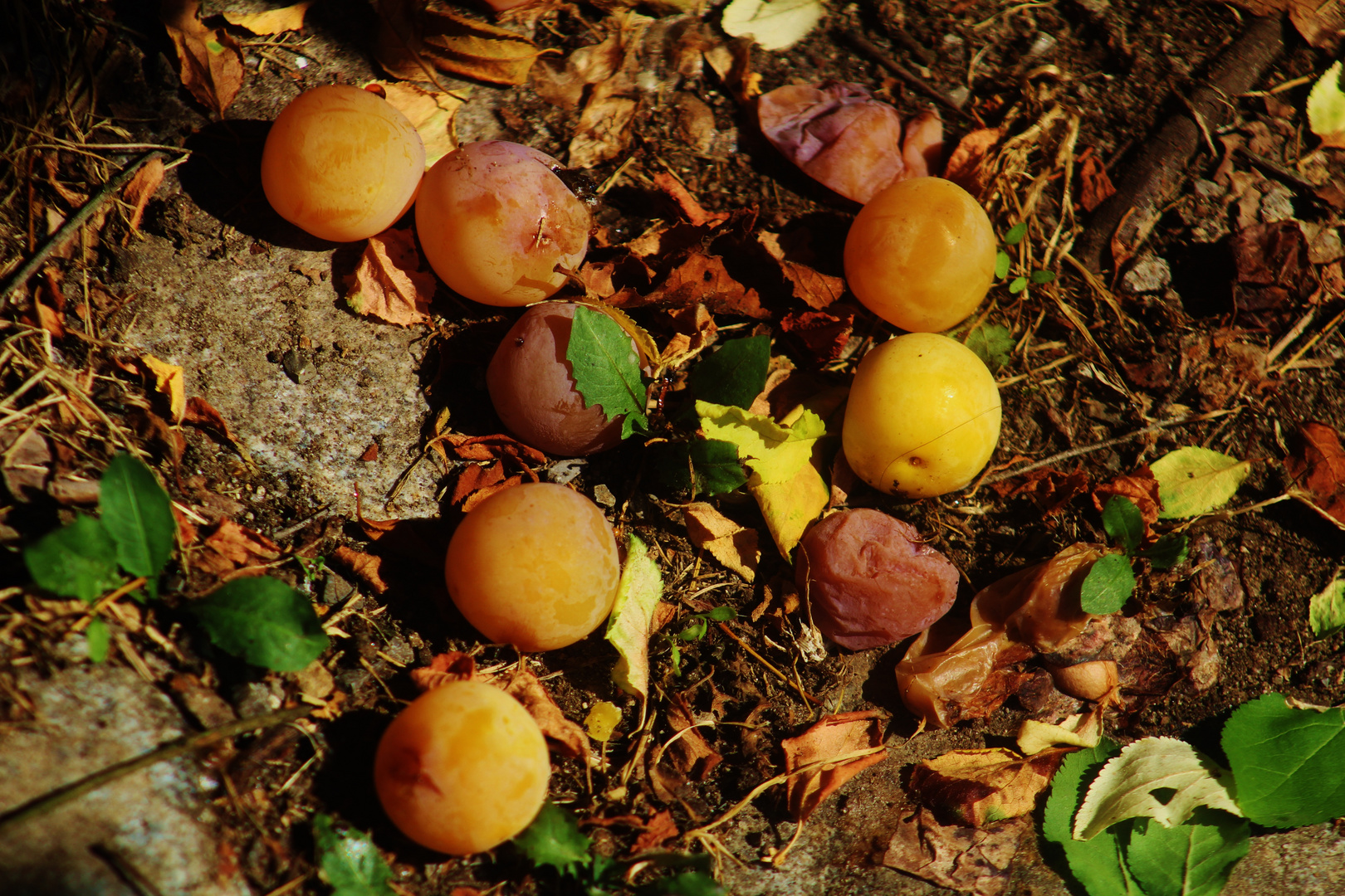 ein Sommer Naturstilleben