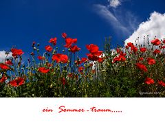 ein sommer - traum...