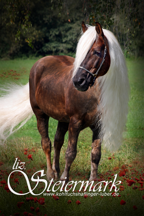 Ein Sommer Traum im Mohn - Haflinger Hengst liz. Steiermark