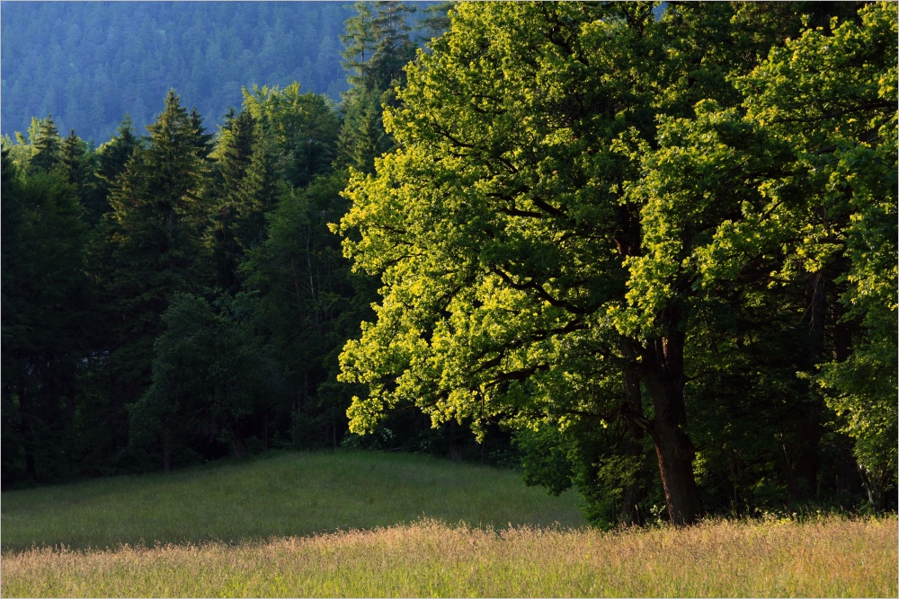 Ein Sommerabendtraum