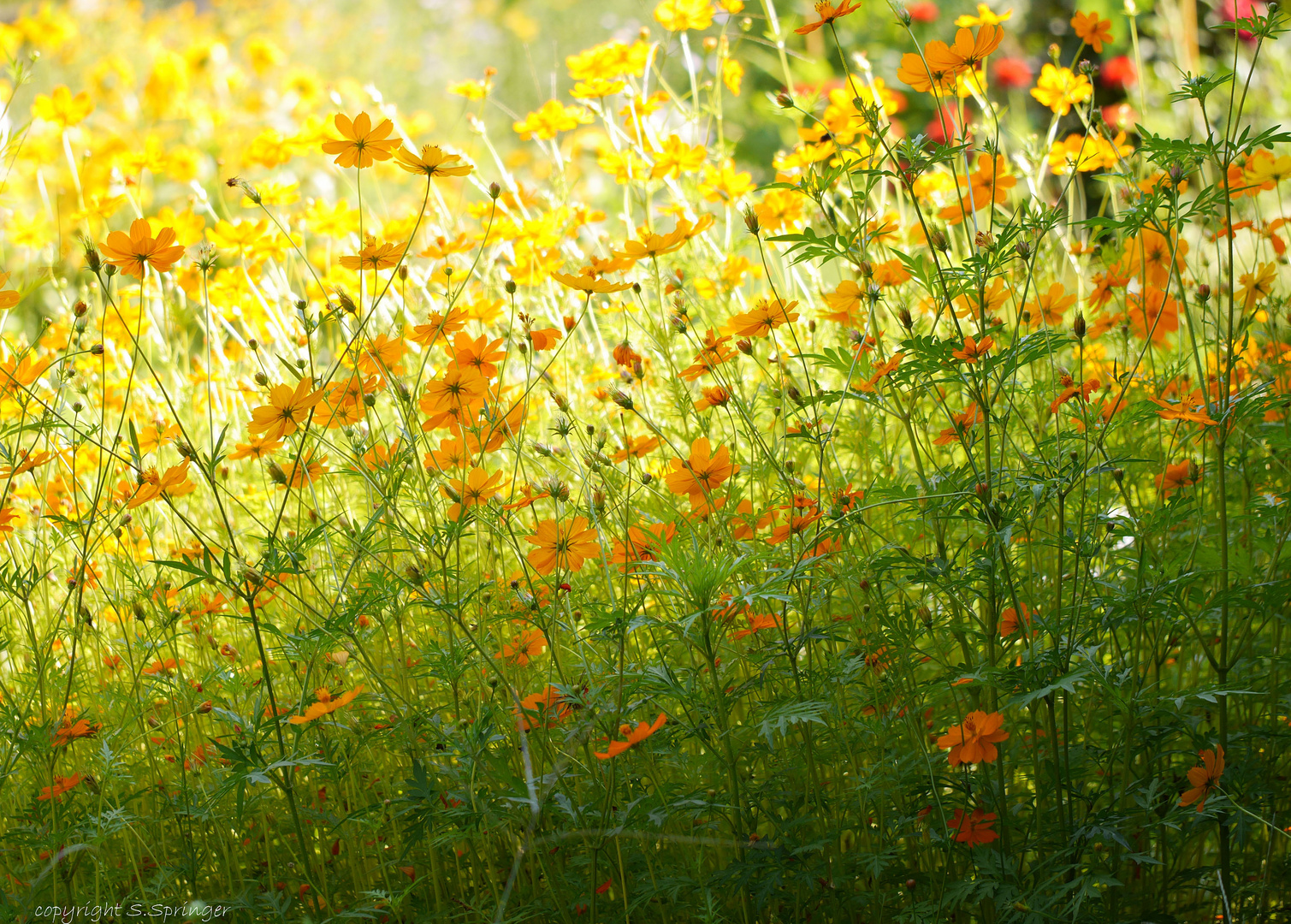 Ein Sommerblick im August