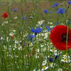 Ein Sommerblumen-Augenschmaus