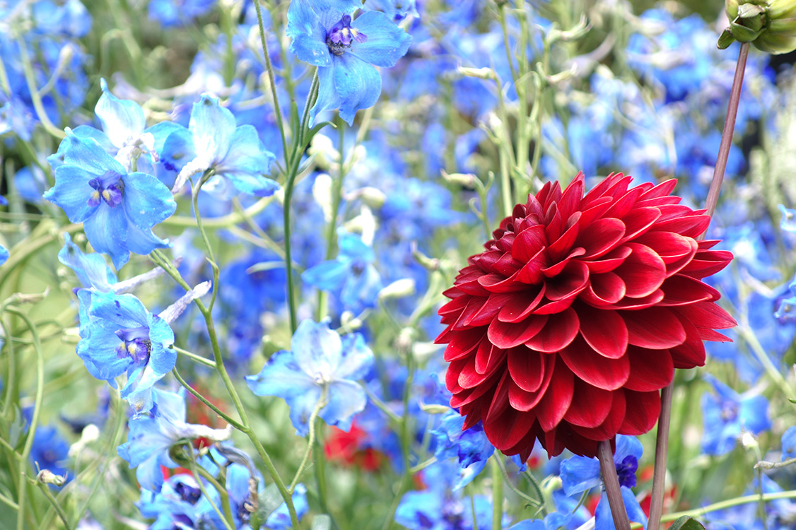 Ein Sommerblumen-Tag